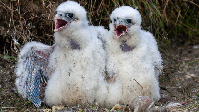 peregrine
